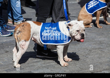 London, UK. 7. Sep, 2016. Ein Hund am Battersea Hunde und Katzen zuhause anlässlich eines Besuchs von der Herzogin von Cornwall, offiziell die neue Tierklinik und Kompetenzzentrum eröffnet und Mitarbeiter, Helfer und Unterstützer zu treffen. Bildnachweis: Mark Kerrison/Alamy Live-Nachrichten Stockfoto