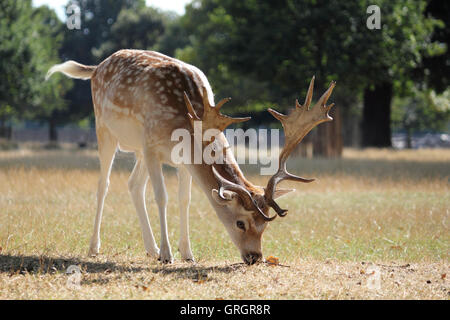 Bushy Park, SW-London, UK. 7. September 2016. Ein Damhirsch Bock streift in der Sonne am Bushy Park, die Royal Deer Park im Süden von London. Bildnachweis: Julia Gavin UK/Alamy Live-Nachrichten Stockfoto