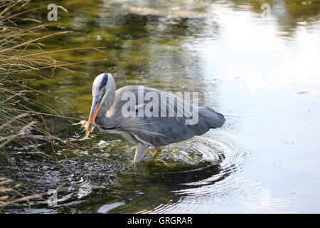 Bushy Park, SW-London, UK. 7. September 2016. Ein Reiher fängt einen Fisch im Fluss Longford am Bushy Park, die Royal Deer Park im Süden von London. Bildnachweis: Julia Gavin UK/Alamy Live-Nachrichten Stockfoto