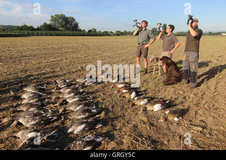 Heidesheim, Deutschland. 29. August 2016. Jäger aus Jagd Landesverbandes klingen ihre Hörner, nachdem eine Gans jagen in der Nähe von Heidesheim, Deutschland, 29. August 2016. Mehr und mehr Gänse bevölkern Rheinland-Pfalz. Für einige Naturschauspiel sind, für andere ein Ärgernis, als die Vögel in den Bereichen Essen und Stuhlgang auf den Wiesen. Foto: DOREEN FIEDLER/Dpa/Alamy Live News Stockfoto