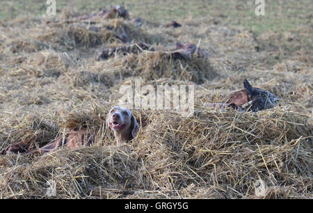 Heidesheim, Deutschland. 29. August 2016. Jäger und Jagd-Hunde liegen gut getarnt unter Heu während einer Gans-Jagd in der Nähe von Heidesheim, Deutschland, 29. August 2016. Mehr und mehr Gänse bevölkern Rheinland-Pfalz. Für einige Naturschauspiel sind, für andere ein Ärgernis, als die Vögel in den Bereichen Essen und Stuhlgang auf den Wiesen. Foto: DOREEN FIEDLER/Dpa/Alamy Live News Stockfoto