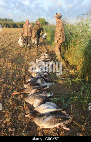 Heidesheim, Deutschland. 29. August 2016. Jäger legen Sie ihren Schuss Vögel auf einem Feld bei der Gans Jagd in der Nähe von Heidesheim, Deutschland, 29. August 2016. Mehr und mehr Gänse bevölkern Rheinland-Pfalz. Für einige Naturschauspiel sind, für andere ein Ärgernis, als die Vögel in den Bereichen Essen und Stuhlgang auf den Wiesen. Foto: DOREEN FIEDLER/Dpa/Alamy Live News Stockfoto