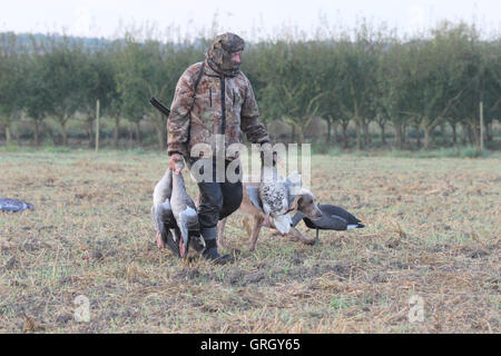 Heidesheim, Deutschland. 29. August 2016. Hunter Helmut Werner trägt Schuss Gänse aus dem Bereich während einer Gans-Jagd in der Nähe von Heidesheim, Deutschland, 29. August 2016. Mehr und mehr Gänse bevölkern Rheinland-Pfalz. Für einige Naturschauspiel sind, für andere ein Ärgernis, als die Vögel in den Bereichen Essen und Stuhlgang auf den Wiesen. Foto: DOREEN FIEDLER/Dpa/Alamy Live News Stockfoto