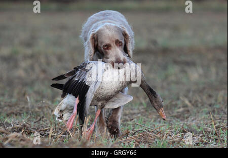 Heidesheim, Deutschland. 29. August 2016. Jagd Hund trägt "Asjaa" eine Schuss Gans aus dem Bereich während einer Gans-Jagd in der Nähe von Heidesheim, Deutschland, 29. August 2016. Mehr und mehr Gänse bevölkern Rheinland-Pfalz. Für einige Naturschauspiel sind, für andere ein Ärgernis, als die Vögel in den Bereichen Essen und Stuhlgang auf den Wiesen. Foto: DOREEN FIEDLER/Dpa/Alamy Live News Stockfoto