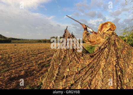 Heidesheim, Deutschland. 29. August 2016. Ein gut getarnte Jäger weist seine Schrotflinte in einem Feld bei der Gans Jagd in der Nähe von Heidesheim, Deutschland, 29. August 2016. Mehr und mehr Gänse bevölkern Rheinland-Pfalz. Für einige Naturschauspiel sind, für andere ein Ärgernis, als die Vögel in den Bereichen Essen und Stuhlgang auf den Wiesen. Foto: DOREEN FIEDLER/Dpa/Alamy Live News Stockfoto