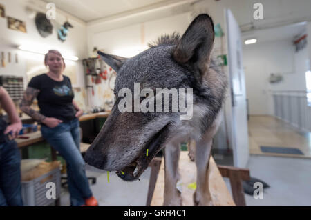 Stuttgart, Deutschland. 08. Sep, 2016. Präparatoren mit dem Museum of Natural History in Stuttgart Christin Scheinpflug steht neben einem präparierten Wolf, der im Jahr 2015 in Stuttgart, Deutschland, 8. September 2016 überfahren wurde. Am 11. September 2016, Besucher haben die Möglichkeit, montierten Museumsexemplaren anzuschauen und zu sehen, wie der Wolf ist "lebendig gemacht" im Rahmen der Ausstellung "Naturdetektiv." Foto: DANIEL MAURER/Dpa/Alamy Live News Stockfoto