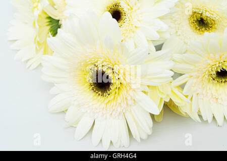 Beige Gerbera Blumen Stockfoto