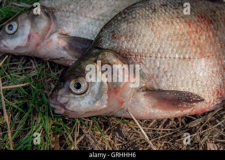 Süßwasserfische, die gerade aus dem Wasser genommen werden. Nahaufnahme von mehreren Brassen Fischen auf dem grünen Rasen. Fische fangen - Brachsen. Stockfoto