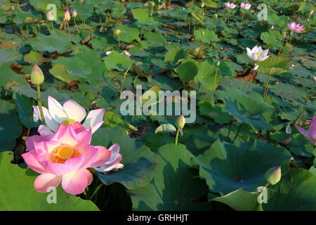 Wasser-Lilly-Hintergrund Stockfoto