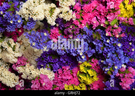 Bouquet von wilden Blumen in verschiedenen Farben Stockfoto