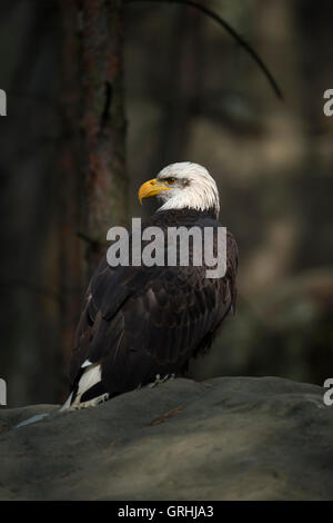 Weißkopfseeadler ( Haliaeetus leucocephalus), auf einem Felsen am Rande eines dunklen Waldes, in Lichtfleck, USA. Stockfoto