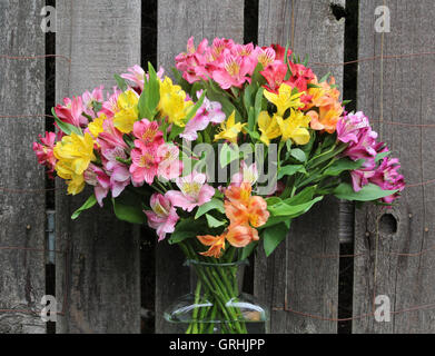 Peruanischen Lilien in einer Vase Klarglas mit rustikalen Zaun im Hintergrund Stockfoto