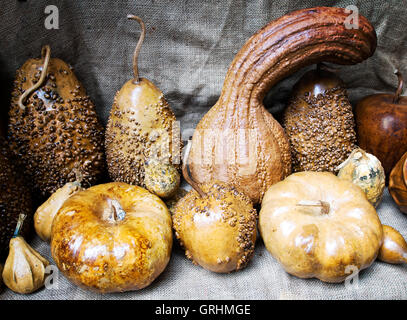 Trocknen Sie dekorative Kürbisse Cucubitaceae Detail, in der Nähe. Stockfoto