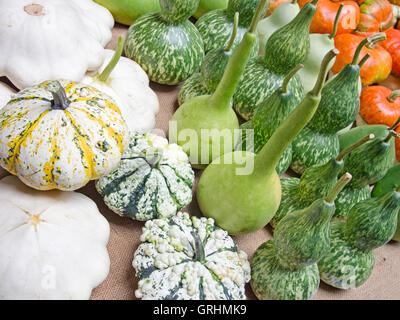 Verschiedene dekorative Kürbisse. Cucubitaceae Stockfoto