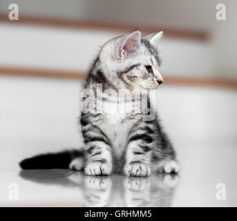 Süße American Kurzhaar Katze Kätzchen Stockfoto