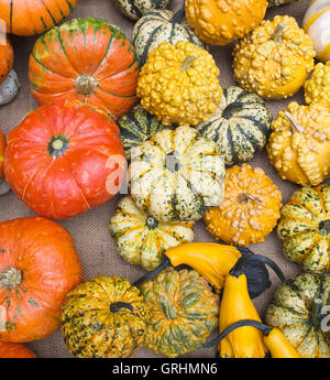 Verschiedene Zier- und dekorative Kürbisse, Cucubitaceae. Stockfoto