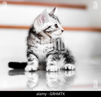 Süße American Kurzhaar Katze Kätzchen Stockfoto