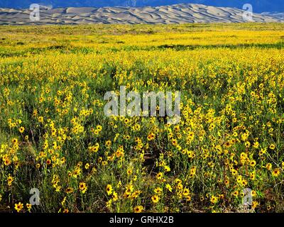Prairie Sonnenblumen blühen im Great Sand Dunes National Park 31. August 2016 in Mosca, Colorado. Stockfoto