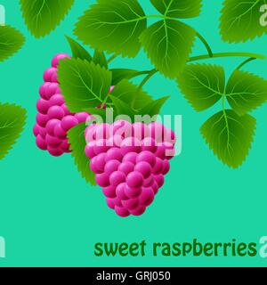 Rote, saftige, süße Himbeeren auf einem Ast für Ihr Design. Vektor Stock Vektor