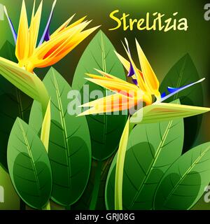 Schöne Frühlingsblumen Strelitzia Reginae. Karten oder Ihr Design mit Platz für Text. Vektor Stock Vektor