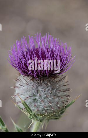 Cirsium Wollgras, wollige Distel, wachsen auf Kreide Downland, Surrey, UK. Juni. Stockfoto