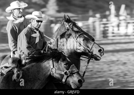 Aktion während der Sattel Bronc Reiten Wettbewerb in Snowmass Rodeo, Snowmass, Colorado Stockfoto