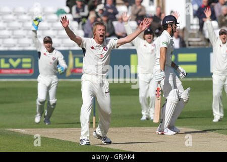 Mark Davies von Kent Beschwerden erfolgreich für das Wicket von Alastair Cook gefangen Lbw - Essex CCC Vs Kent CCC - LV County Championship Division zwei Cricket an der Ford County Ground, Chelmsford, Essex - 05.11.12 Stockfoto