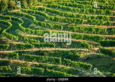 Vineyard Fields in Summer. German Vineyard Plantations. Stockfoto