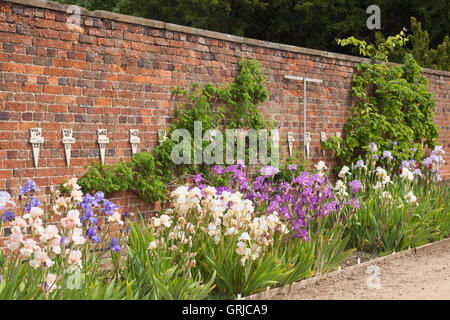 Teil der Bryan Dodsworth Iris-Sammlung. Doddington Hall und Gärten, Lincolnshire, UK. Juni 2016. Stockfoto