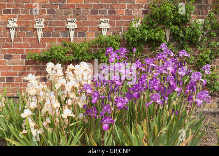 Teil der Bryan Dodsworth Iris-Sammlung. Doddington Hall und Gärten, Lincolnshire, UK. Juni 2016. Stockfoto