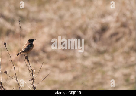 Gemeinsamen Schwarzkehlchen / Saxicola Torquata Stockfoto