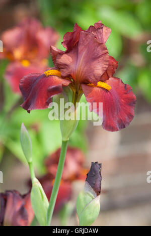 Teil der Bryan Dodsworth Iris-Sammlung. Doddington Hall und Gärten, Lincolnshire, UK. Juni 2016. Stockfoto