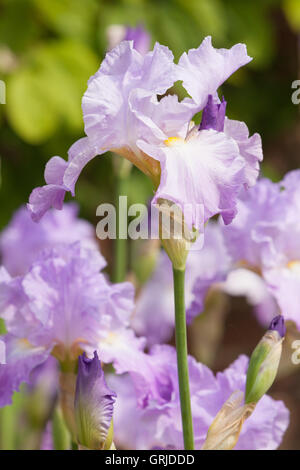 Teil der Bryan Dodsworth Iris-Sammlung. Doddington Hall und Gärten, Lincolnshire, UK. Juni 2016. Stockfoto