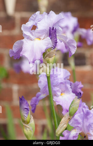 Teil der Bryan Dodsworth Iris-Sammlung. Doddington Hall und Gärten, Lincolnshire, UK. Juni 2016. Stockfoto