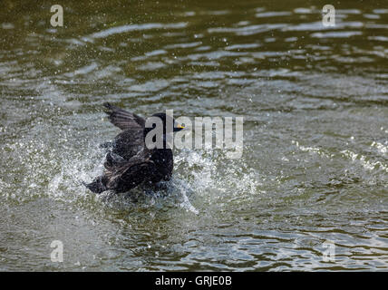 Hinterleuchtete gemeinsame über schwarze Ente planschen im Wasser mit dem Raum auf der rechten Seite und oben für text Stockfoto