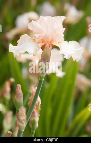 Teil der Bryan Dodsworth Iris-Sammlung. Doddington Hall und Gärten, Lincolnshire, UK. Juni 2016. Stockfoto