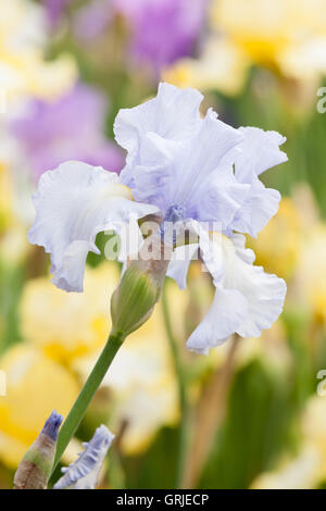 Teil der Bryan Dodsworth Iris-Sammlung. Doddington Hall und Gärten, Lincolnshire, UK. Juni 2016. Stockfoto