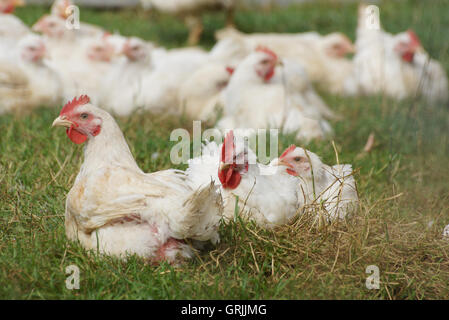 Bio-Freilandhaltung Hühner durfte ein natürlicheres Leben in der Natur Stockfoto