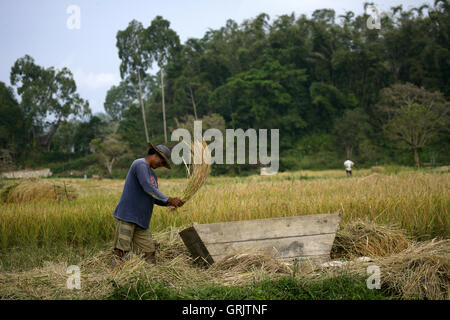 Indonesische Reisbauer in Tana Toraja auf Sulawesi Stockfoto