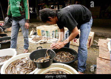 Indonesien Sulawesi Tana Toraja Rantepao täglich frischen Fisch Marktstand mit miserablen Standbesitzer Stockfoto