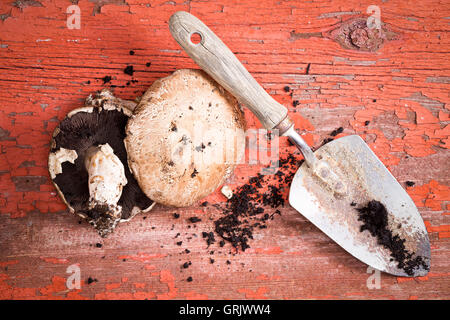 Organic geerntet frisch Portobello-Pilze und einen kleinen Garten Kelle auf einem rustikalen Holztisch mit peeling, roter Farbe und sca Stockfoto