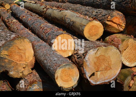 Sawlogs, General-Purpose Bauholz zu produzieren Stockfoto