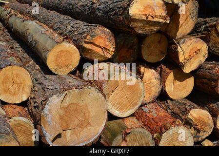 Sawlogs, General-Purpose Bauholz zu produzieren Stockfoto