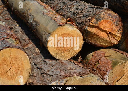 Sawlogs, General-Purpose Bauholz zu produzieren Stockfoto