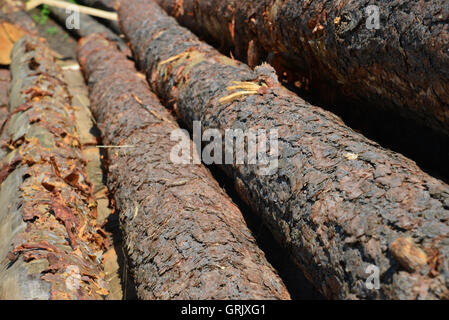 Sawlogs, General-Purpose Bauholz zu produzieren Stockfoto