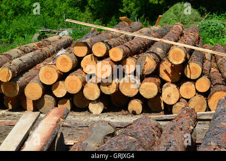 Sawlogs, General-Purpose Bauholz zu produzieren Stockfoto