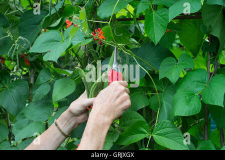 Gärtner, Kommissionieren mit Snips Stangenbohnen aus der Pflanze in einem Gemüsegarten. UK Stockfoto