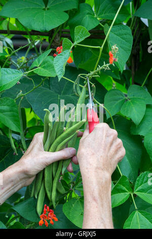 Gärtner, Kommissionieren mit Snips Stangenbohnen aus der Pflanze in einem Gemüsegarten. UK Stockfoto