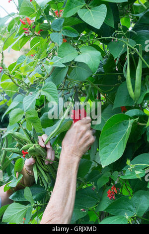 Gärtner, Kommissionieren mit Snips Stangenbohnen aus der Pflanze in einem Gemüsegarten. UK Stockfoto