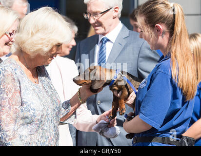 Die Herzogin von Cornwall trifft einen vier Monate altes Dackel namens Toby während eines Besuchs in Battersea Hunde &amp; Katzen-Haus im Süden Londons, wo sie ein neues Multi-Millionen-Pfund-Krankenhaus eröffnet. Stockfoto